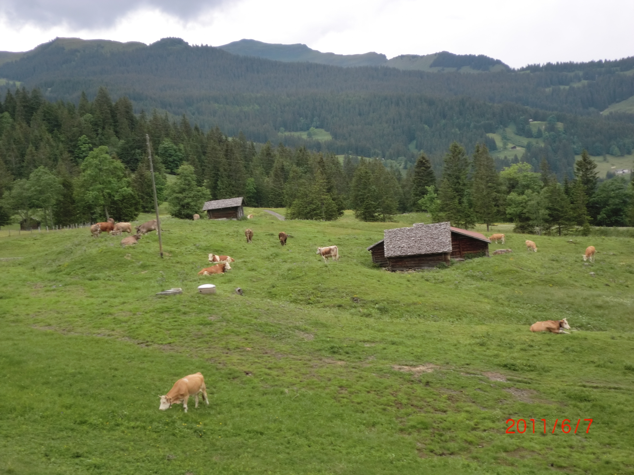 下山途中奶牛在草场
