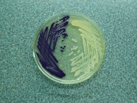 产色株及不产色株.jpg 产色株及不产色株.jpg